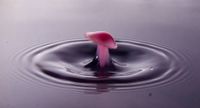 Milk into water mushroom shaped splash